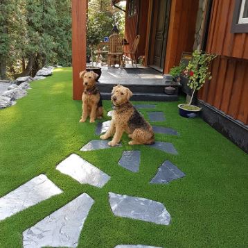 pet grass 4